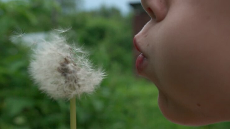 Bambino che soffia un soffione