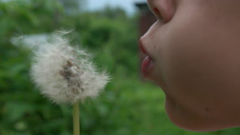 child blowing dandelion