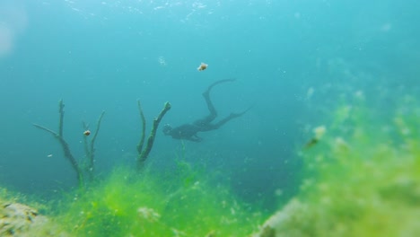 Zeitlupenaufnahme-Eines-Tauchers,-Der-In-Klarem,-Blauem-Wasser-Mit-Seegras-Im-Vordergrund-Schwimmt