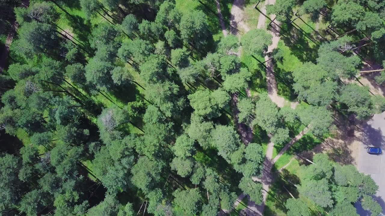vista aérea de un parque de bosque de pinos