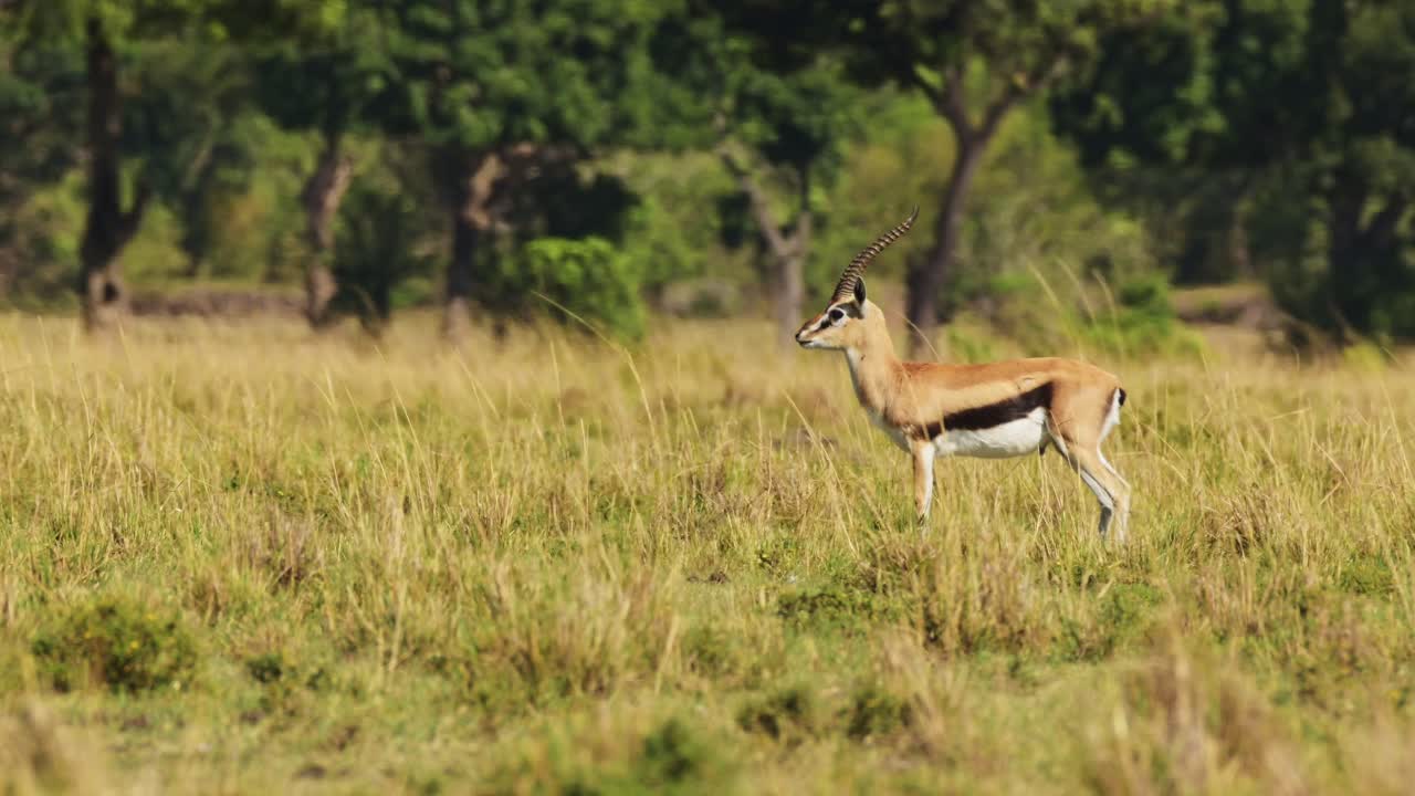 la gacela thomson alerta y observación depredador en la sabana en safari de vida silvestre africana en masai mara en el paisaje de sabana en tiempo caluroso en un día soleado en kenya en masai mará en áfrica