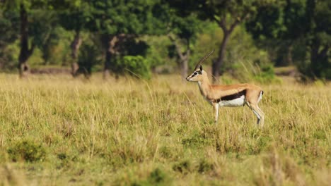 thomsons gazelle alert and watching predator in savanna on african wildlife safari in maasai mara in savannah landscape in hot weather on sunny day in kenya in masai mara in africa