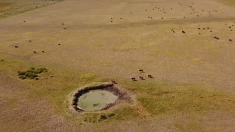 aerial view of wild cows grazing on free range in rural area of argentina during summer