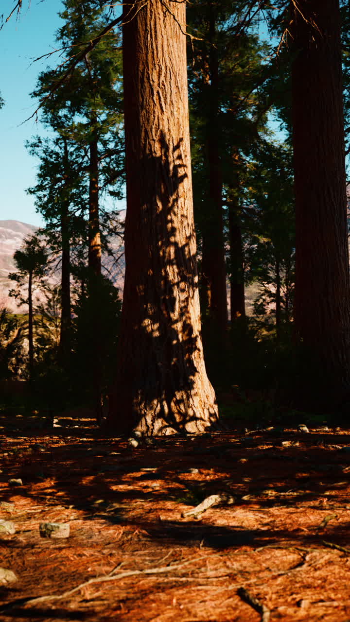 Luce Solare e Ombre nella Foresta