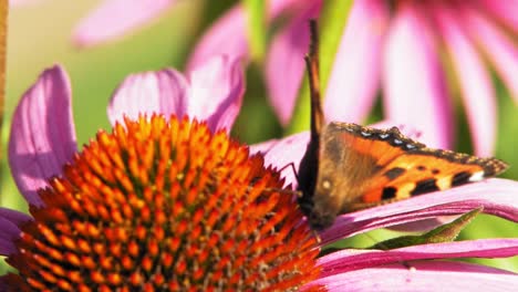 Un-Primer-Plano-Extremo-De-Una-Pequeña-Mariposa-Naranja-De-Concha-Sentada-Sobre-Una-Flor-De-Cono-Púrpura-Y-Polinizándola