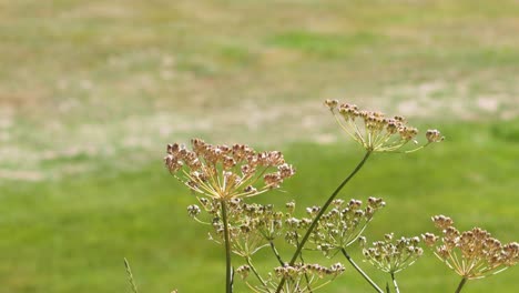 las flores silvestres se balancean suavemente en piamonte, italia