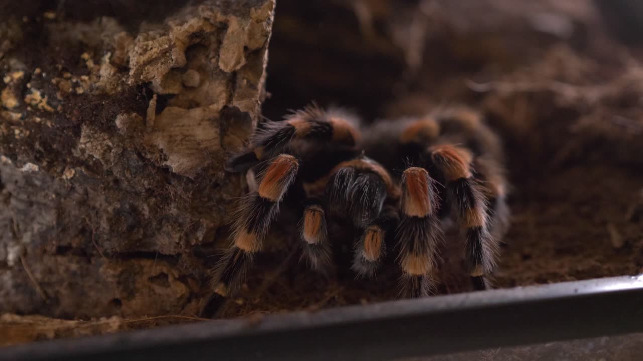 las tarántulas araña lasiodora parahybana comen cricket ángulo alto estático