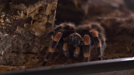 les tarentules araignées lasiodora parahybana mangent du cricket à angle élevé statique