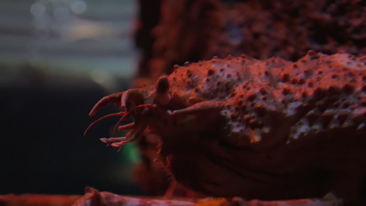 일본 스파이더 크래브