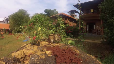 Eichhörnchen,-Pfau,-Krähen---Andere-Vögel---Füttern-Von-Einem-Vogelhäuschen-In-Tangalle-Sri-Lanka