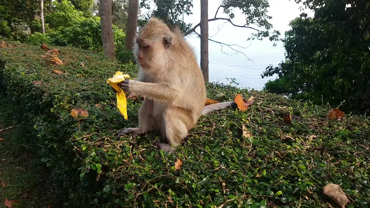 On a cliff on the south coast of Koh Phangan, we filmed a money eating a banana on the road side hedge.
