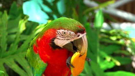 Macaw-parrot-with-green-head-and-wings,-red-breast-and-teal-tail-eating-mango-fruit-in-its-natural-habitat,-close-portrait