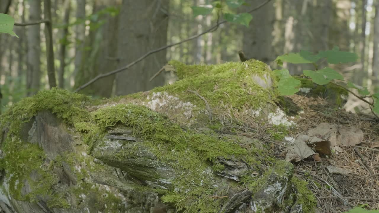 tronco de árbol cubierto de musgo en un bosque