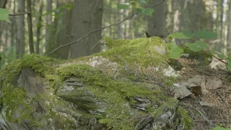 moss-covered tree stump in a forest