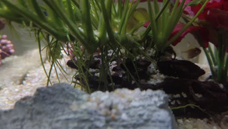 coloridos peces tropicales en el acuario de agua clara con maderas flotantes, gravas, plantas verdes y rojas