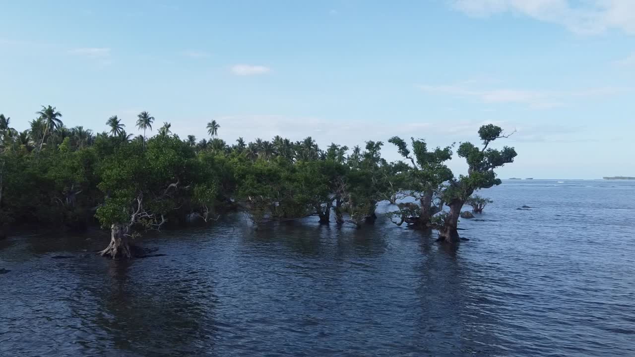 árboles de manglar costeros en el agua del mar, cerca de drone dolly