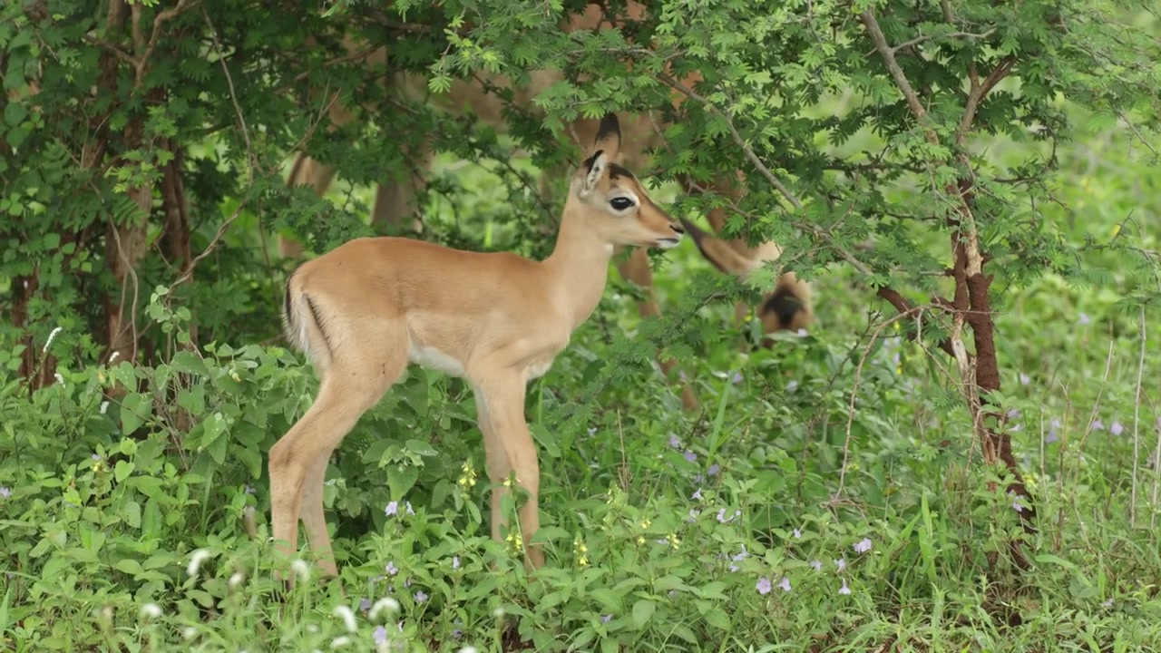 Una giovane antilope impala sta accanto a un arbusto, brucando foglie fresche nella savana africana prima che un altro cucciolo di impala le corra improvvisamente accanto. Parco Nazionale Kruger, Sudafrica