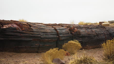 tronco de madera gigante con arbusto verde en el parque nacional del bosque petrificado en arizona, tiro de carro panorámico