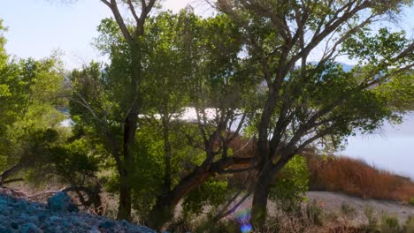 river and trees on sunny day