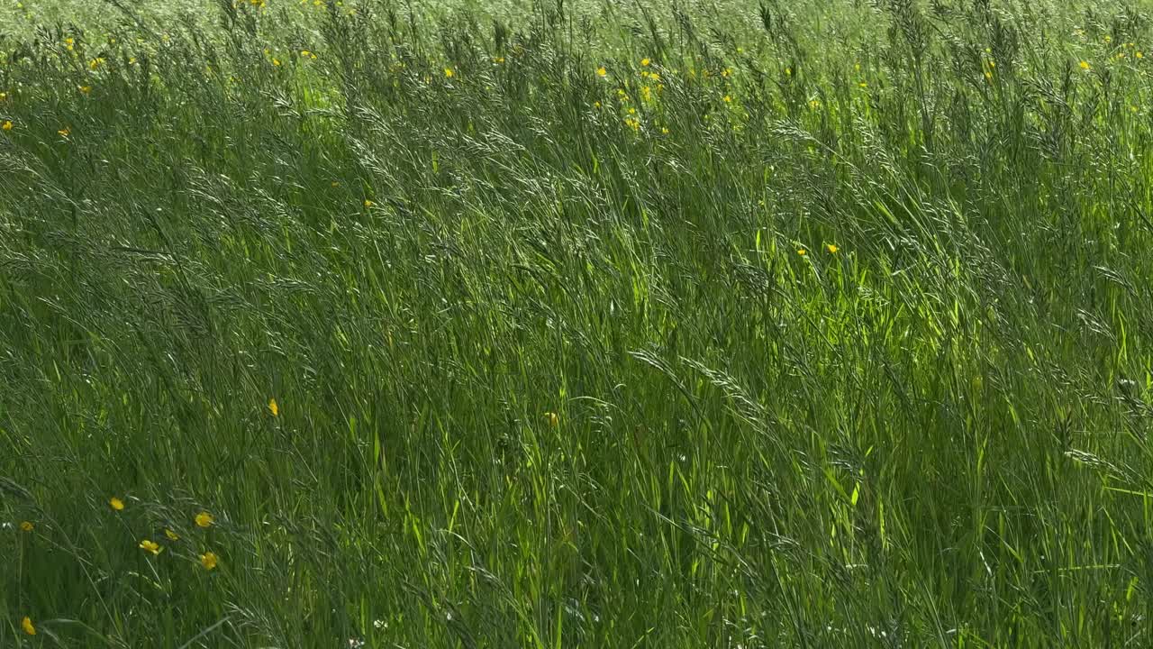 Grass moving with wind tall green wheat plant nature outdoor light color