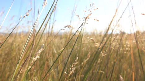 slow motion point of view shot of field in bozeman 4k