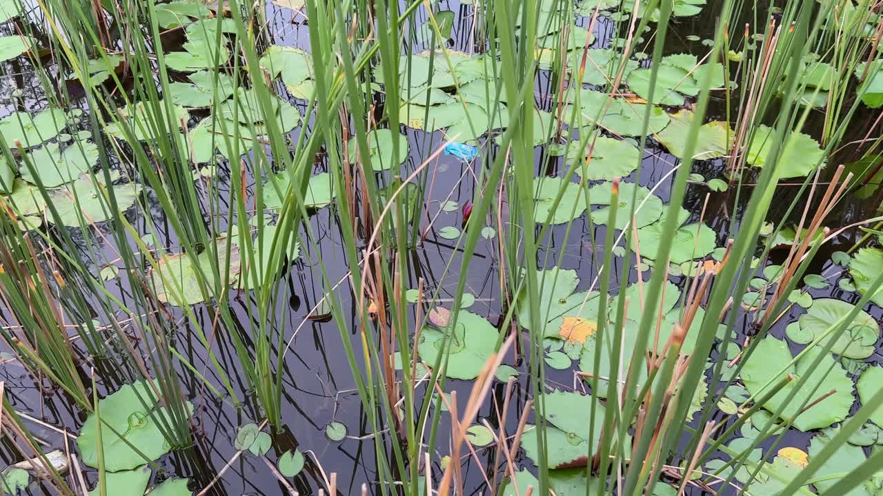 Tracking shot of a pond with lush foliage showing various types of water plants like lilies or reeds