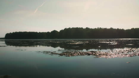 clumps of algae on surface of lake during sunset