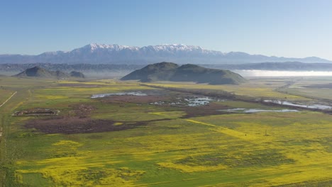 Vuelo-De-Drones-1-De-2-En-Lo-Alto-De-Flores-Silvestres-Amarillas-Brillantes