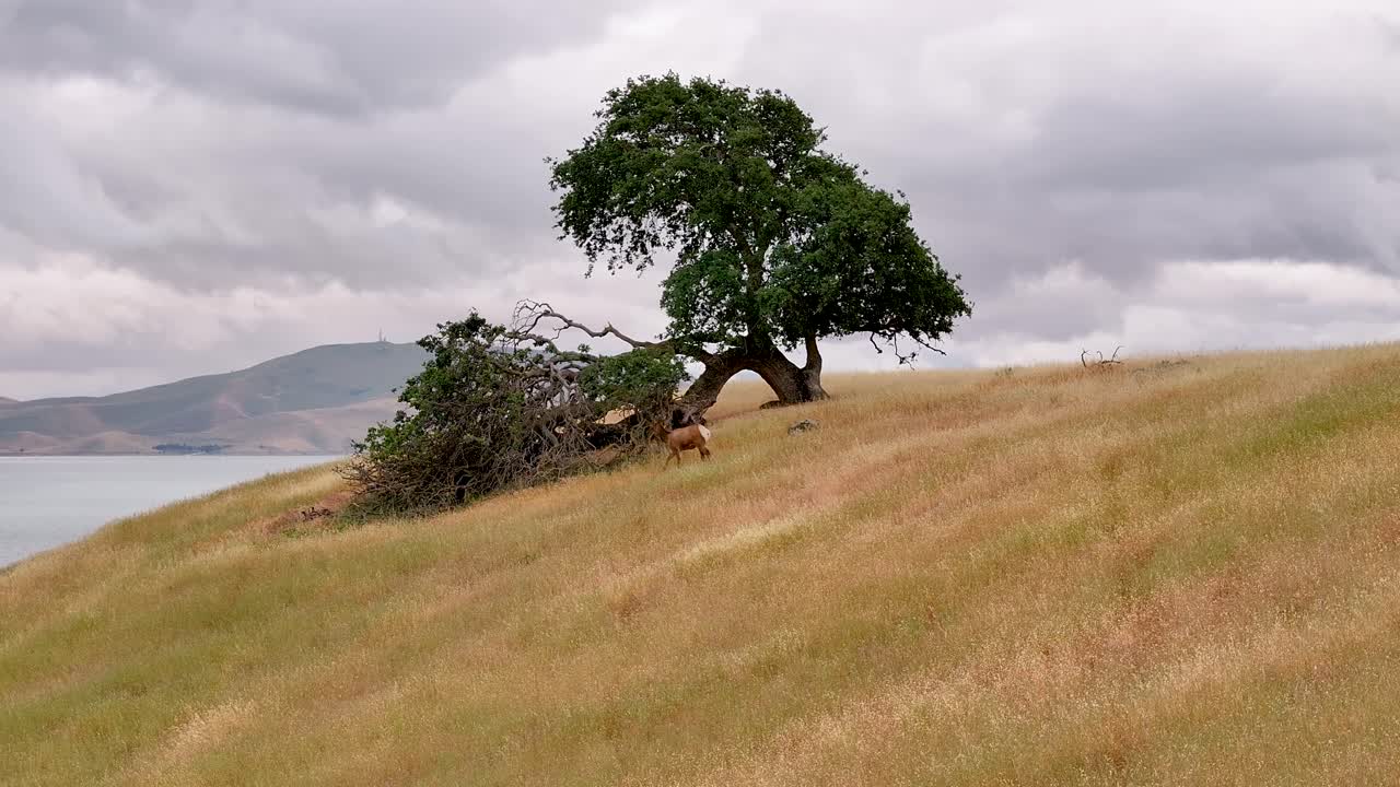 Tracks left across a golden hillside at Don Pedro Lake California revealing a deer moving beneath a sprawling oak tree with the reservoir and rolling foothills in the background. Soft overcast light