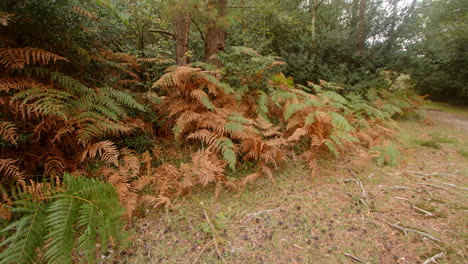 Plano-General-De-Helechos,-Helechos-Que-Mueren-En-Otoño-Y-Se-Vuelven-Marrones-En-El-Nuevo-Bosque