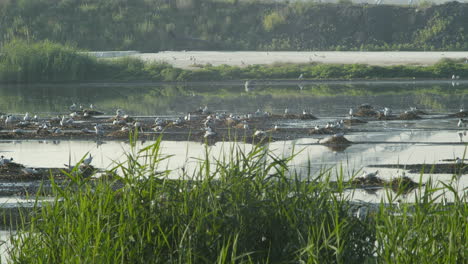 Nesting-of-the-Black-headed-Gull-on-the-islets-of-the-small-lake