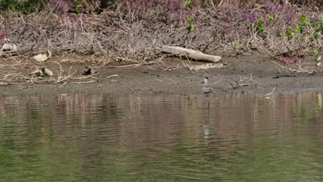 visto viniendo del cuadro desde la derecha mientras se alimenta y se limpia, greenshank tringa nebularia común, tailandia