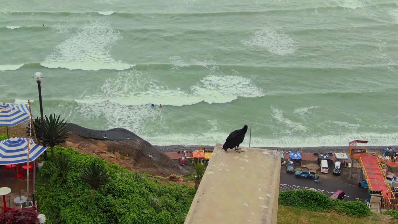A vulture perched on the edge of a cliff with a coastal view in Miraflores, Lima