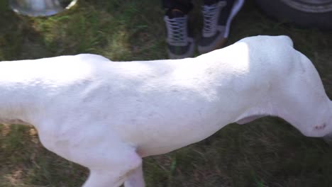 cansado perro dogo argentino de pura raza mirando alrededor y siguiendo a su dueño