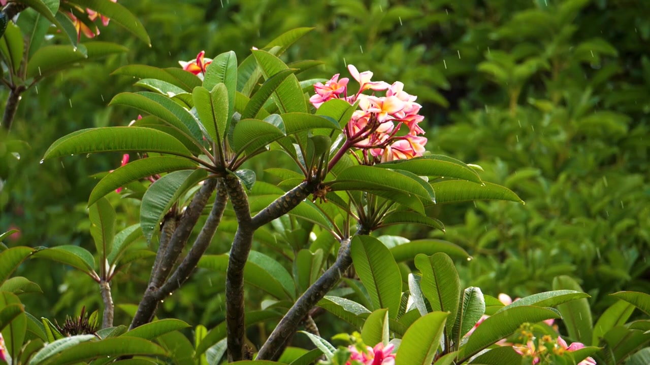 Una pianta di Frangipani in fiore rosa sotto la pioggia. Primo piano.