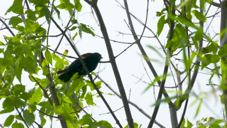 un mirlo de alas rojas posado en un árbol
