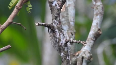 Se-Ve-Al-Lindo-Pájaro-Carpintero-Pigmeo-De-Sunda-Picoteando-La-Rama-De-Un-árbol