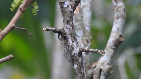 el lindo pájaro sunda pigmeo pájaro carpintero se ve picoteando en una rama de árbol