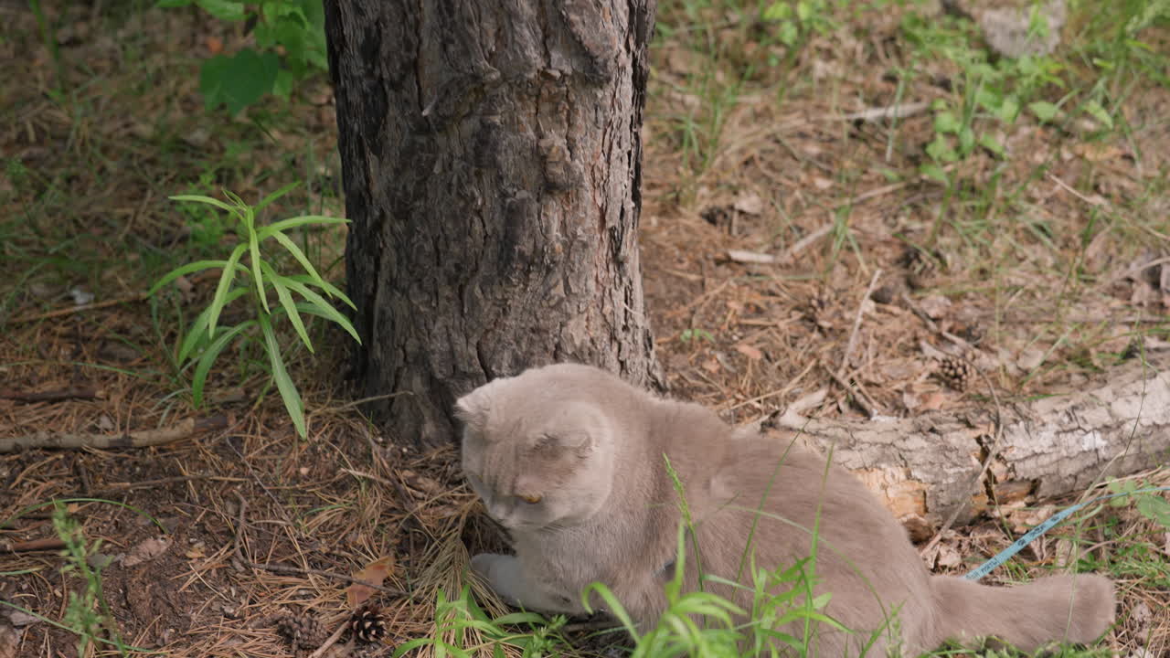 Una guardia felina silenziosa sorveglia un bosco tranquillo, un calmo gattino osserva attentamente i pacifici dintorni della foresta, un sereno guardiano felino sorveglia con attenzione un ambiente forestale tranquillo a riposo