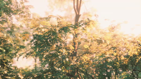 Sonnenstrahlen-Strömen-Durch-Bäume-Im-Nebligen-Wald