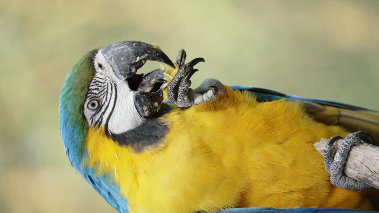 hermosa guacamaya azul y amarilla comiendo en cámara lenta al aire libre durante el día soleado