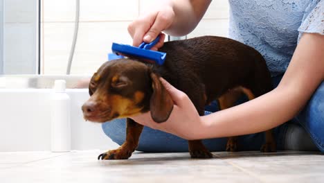 mujer cuidando al perro mientras peina