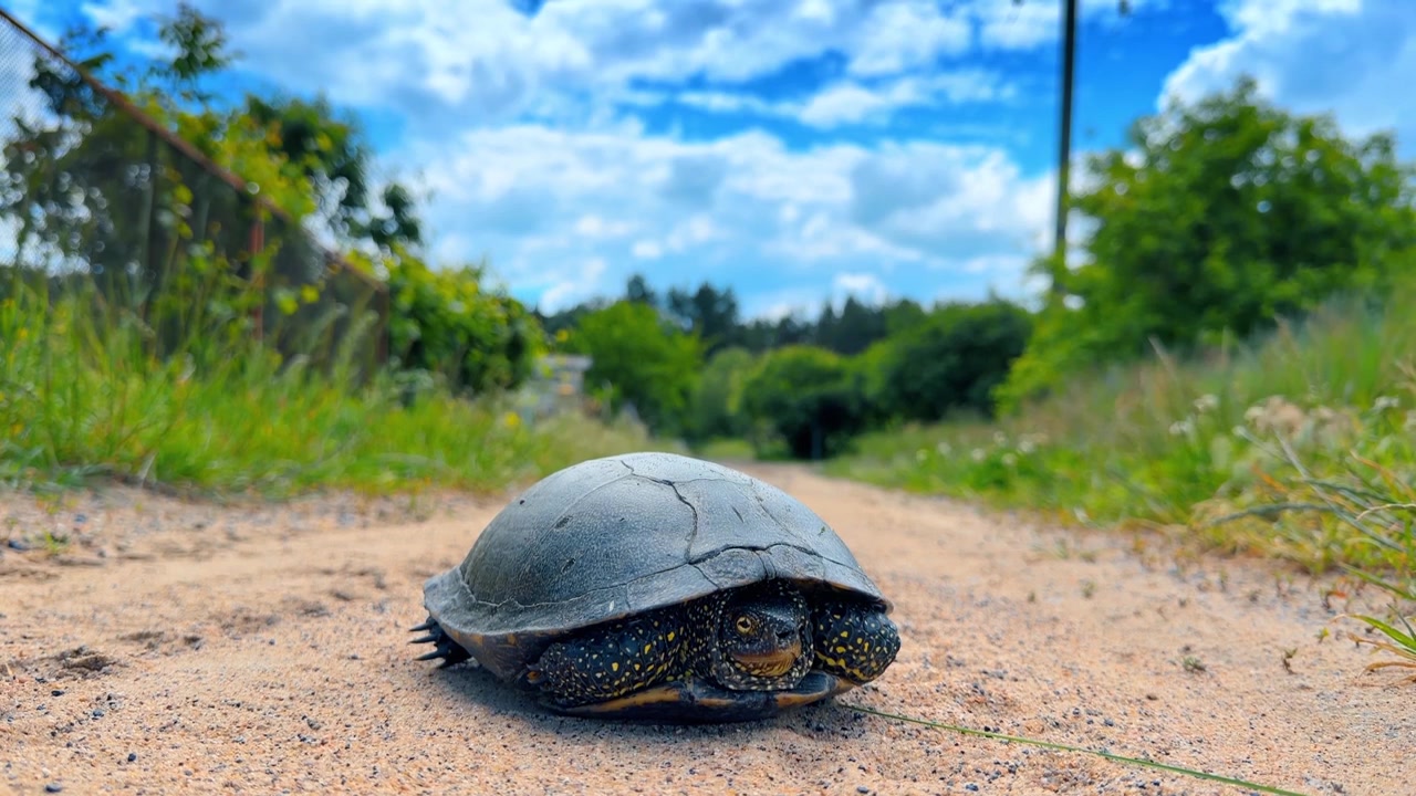 Wild pond turtle sitting on sand path under clouds. Low angle macro perspective of spotted reptile on dirt road