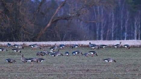 una gran bandada de gansos albifrones de frente blanca en el campo de trigo de invierno durante la migración de primavera