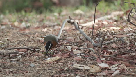 Pickender-Schwarz-rötlicher-Warling-Finkvogel-Im-Waldboden