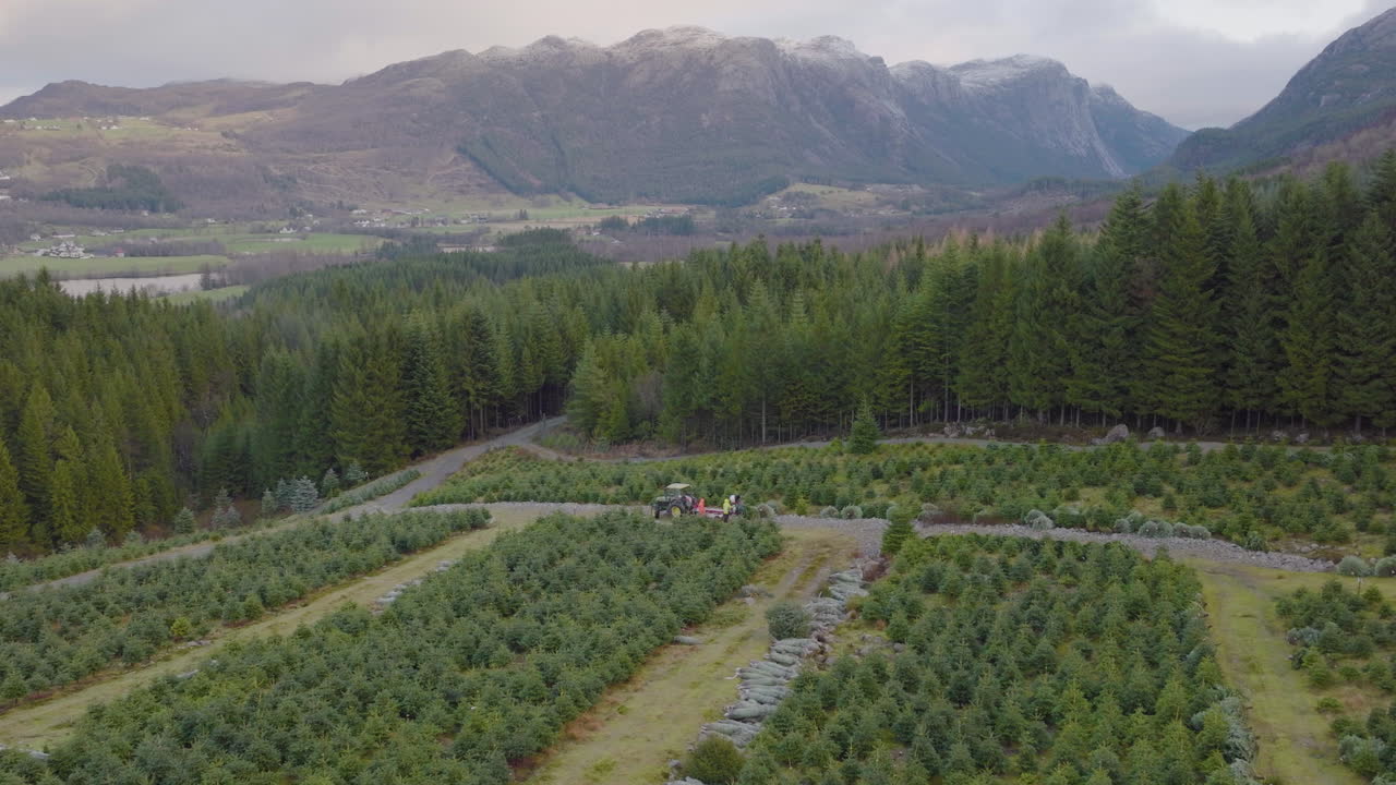 drone aéreo sobre la plantación de árboles de navidad, árboles de embalaje de tractores