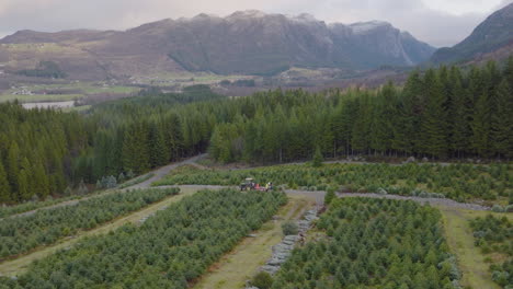 Drone-Aéreo-Sobre-La-Plantación-De-árboles-De-Navidad,-árboles-De-Embalaje-De-Tractores