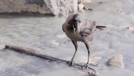 cuervo sentado en una rama de madera rota en el agua contaminada de la playa y en busca de alimento en el agua_carter road bandra
