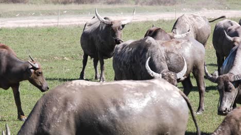 4k herd of thai buffalo grazing on grass in a field in thailand