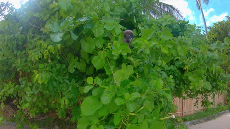 cámara lenta | un mono en un árbol en tailandia comiendo